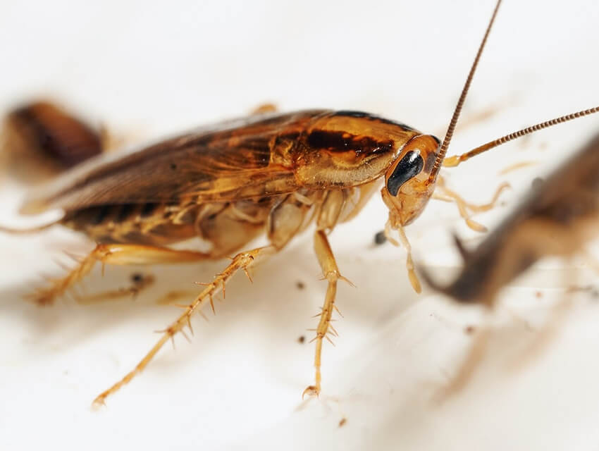 pest blog img 2